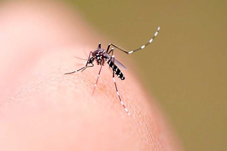 Dengue em crianças: IMIP dá dicas de como identificar a doença nos pequenos
