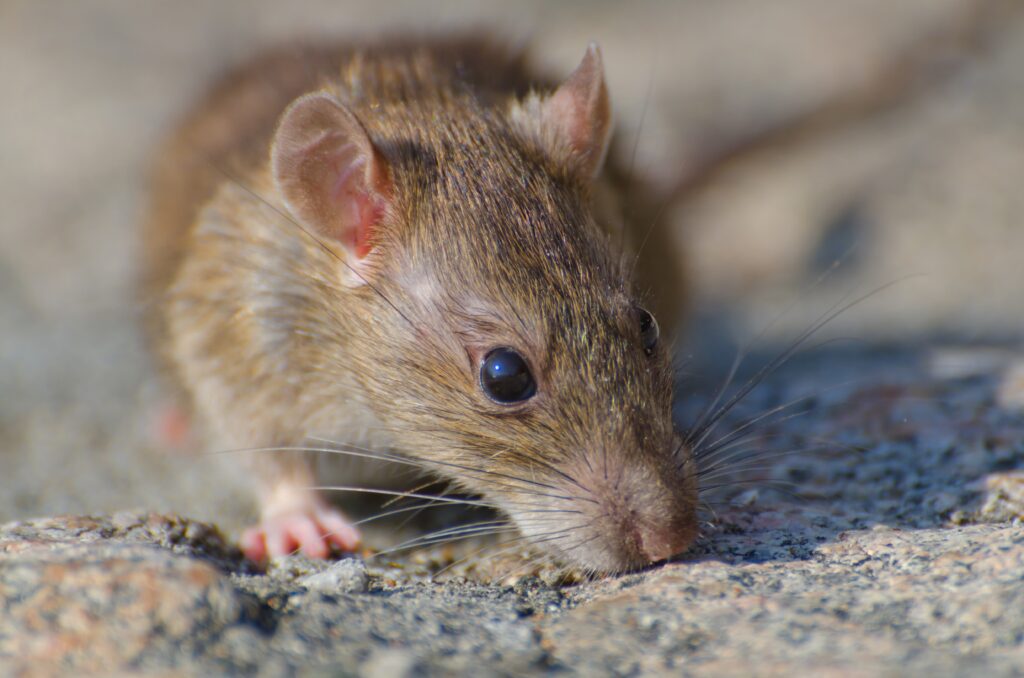 Infecção por leptospirose ocorre pelo contato direto ou indireto com a urina dos ratos. Foto: Freepik